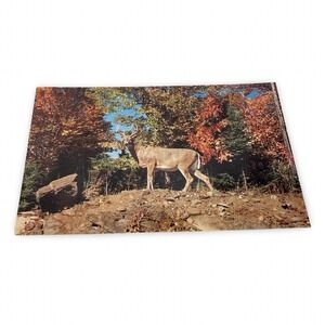 Plastichrome Monarch Natures Autumn Wonderland Deer Postcard Unused New 1960s